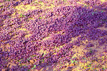 Image showing Natural leaf background captured from nature