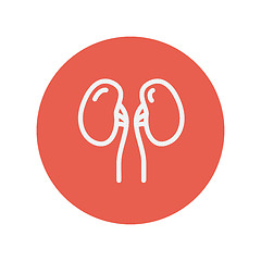 Image showing Human kidney thin line icon