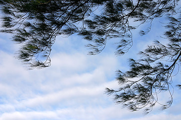 Image showing Tree branches against blue sky, in summer season