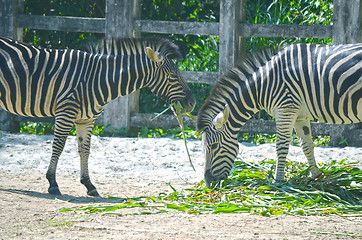 Image showing Zebra eat grass on the ground.