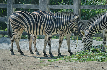 Image showing Zebra eat grass on the ground.