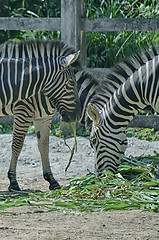 Image showing Zebra eat grass on the ground.