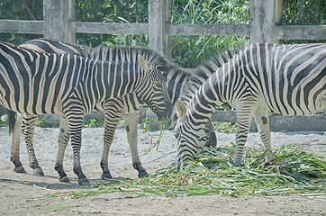 Image showing Zebra eat grass on the ground.