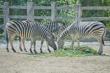 Image showing Zebra eat grass on the ground.