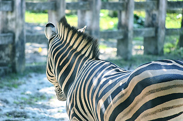 Image showing Very closeup of African Zebra
