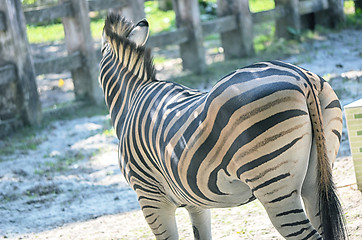 Image showing Very closeup of African Zebra