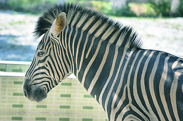 Image showing Very closeup of African Zebra
