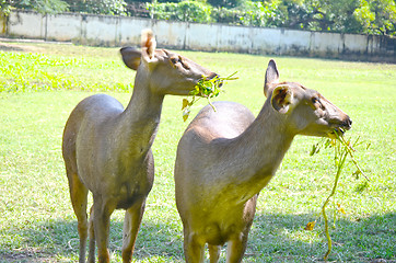 Image showing Close up of several tame deer looking to be fed.