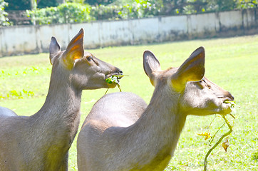 Image showing Close up of several tame deer looking to be fed.