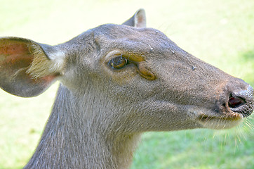 Image showing Close up of several tame deer looking to be fed.
