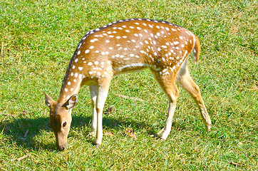 Image showing Whitetail deer doe in the field
