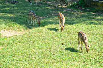 Image showing Whitetail deer doe in the field