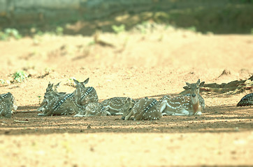 Image showing Whitetail deer doe in the field