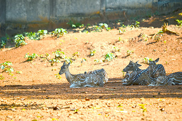 Image showing Whitetail deer doe in the field