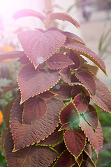 Image showing Natural pink color leaf in the garden