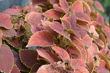 Image showing Natural pink color leaf in the garden