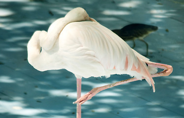 Image showing White color swan or heron bird stand with one leg
