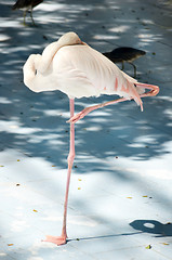 Image showing White color swan or heron bird stand with one leg