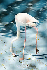 Image showing White color swan or heron bird eating or find some food