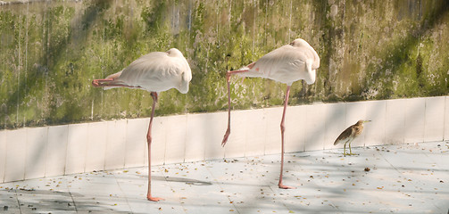 Image showing White color swan or heron bird stand with one leg