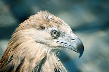 Image showing The beautiful eagle in a beautiful portraits