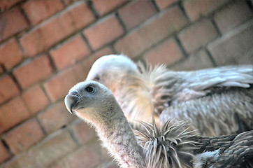 Image showing The beautiful eagle in a beautiful portraits