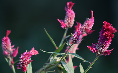 Image showing Pink color flowers in the garden captured very closeup.