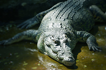 Image showing Nile Crocodile very closeup image capture.