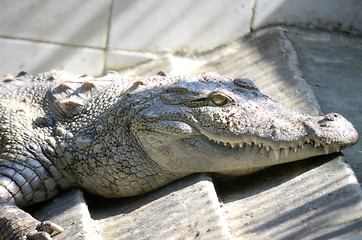 Image showing Nile Crocodile very closeup image capture.