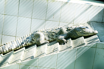 Image showing Nile Crocodile very closeup image capture.