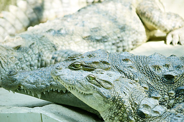 Image showing Nile Crocodile very closeup image capture.