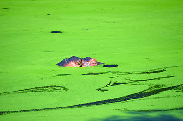 Image showing Hippopotamus (Hippopotamus amphibius) appears above water surface.