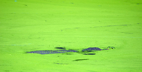 Image showing Hippopotamus (Hippopotamus amphibius) appears above water surface.