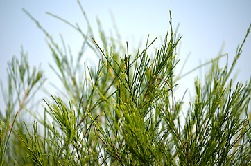 Image showing Green leaf and blue sky fine nature background.