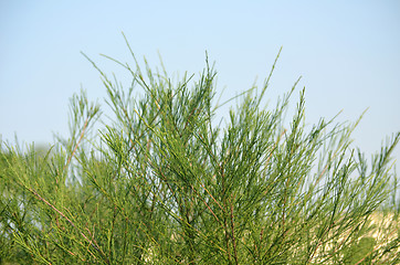 Image showing Green leaf and blue sky fine nature background.