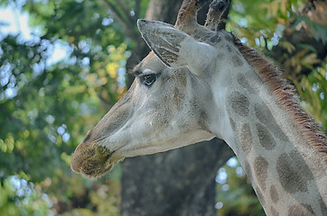 Image showing Closeup view of giraffe face.