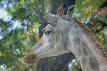 Image showing Closeup view of giraffe face.