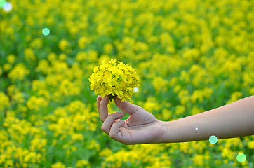 Image showing Yellow flower in hand with sunlight on garden field, isolate vintage style blur background.