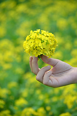 Image showing Yellow flower in hand with sunlight on garden field, isolate vintage style blur background.