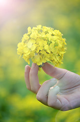 Image showing Yellow flower in hand with sunlight on garden field, isolate vintage style blur background.