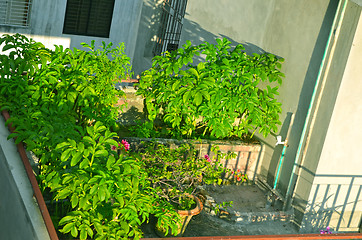 Image showing Close-Up Of Garden in house with water tap