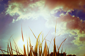 Image showing Natural Autumn tree on sky with sun