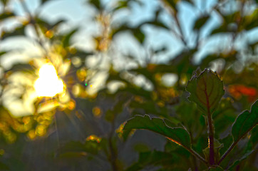 Image showing Natural Autumn tree on sky with sun