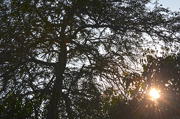 Image showing Natural Autumn tree on sky with sun