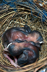 Image showing Baby birds in the nest. Very closeup.