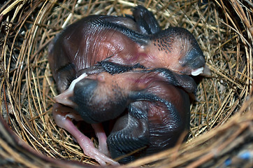 Image showing Baby birds in the nest. Very closeup.