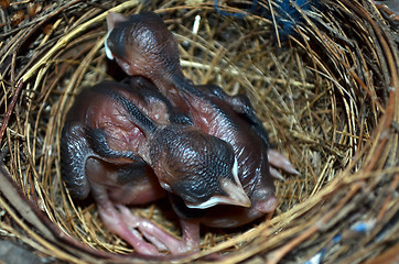 Image showing Baby birds in the nest. Very closeup.