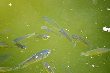 Image showing Mage taken of some fish under water from upper side of water