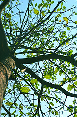 Image showing Autumn forest tree with sky