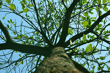 Image showing Autumn forest tree with sky